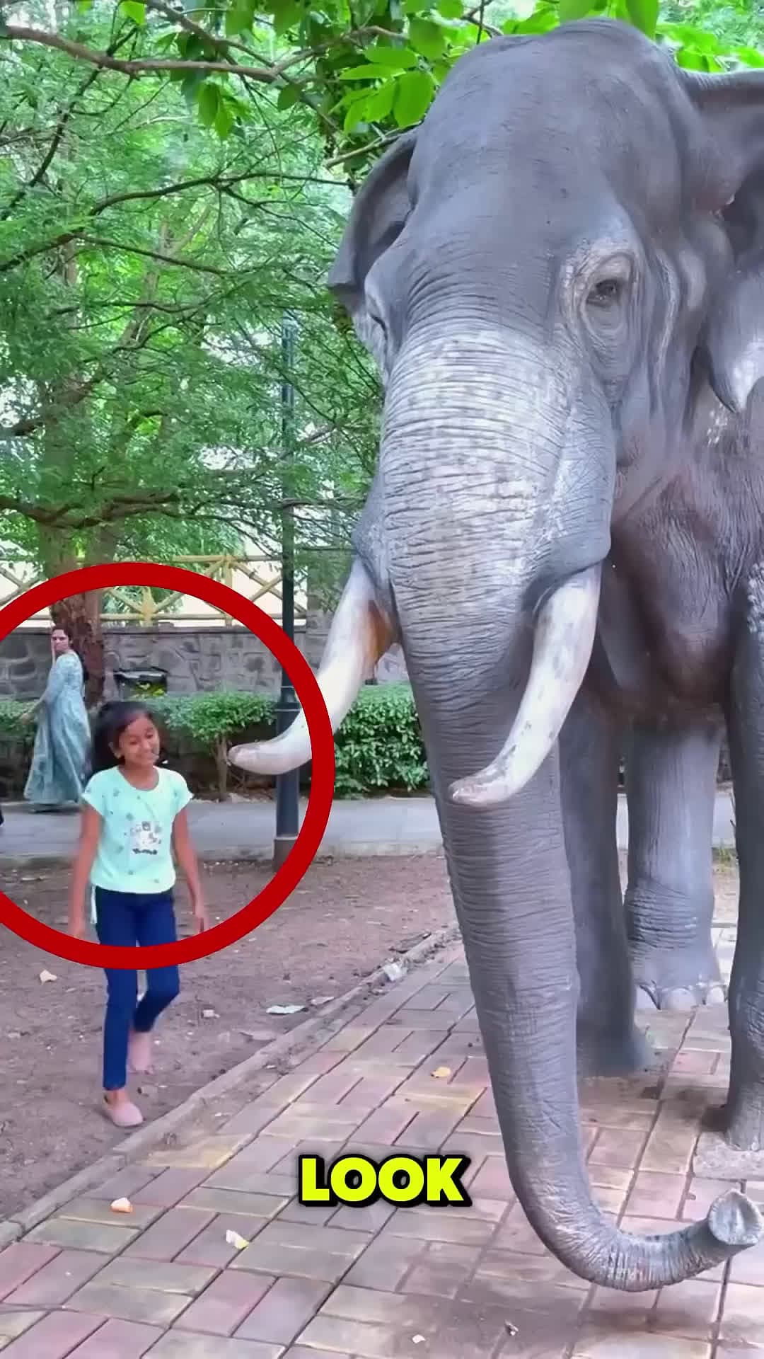 cover for They Helped an Elephant with a Bleeding Eye