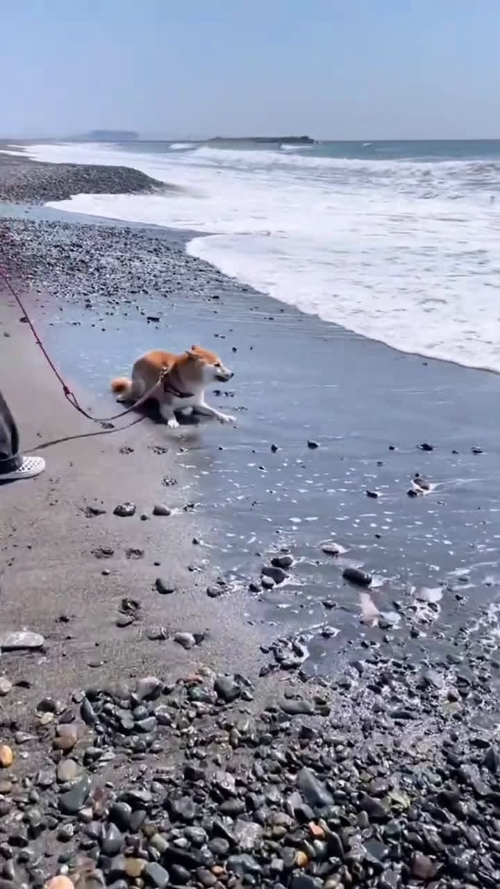 cover for The dog hit the beach for the first time and totally lost it with excitement! Pure joy!