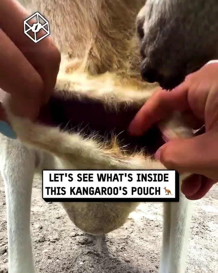 cover for Peek inside a kangaroo’s pouch through every stage of birth! 🦘 #WildlifeWonder #KangarooMagic #NatureUpClose