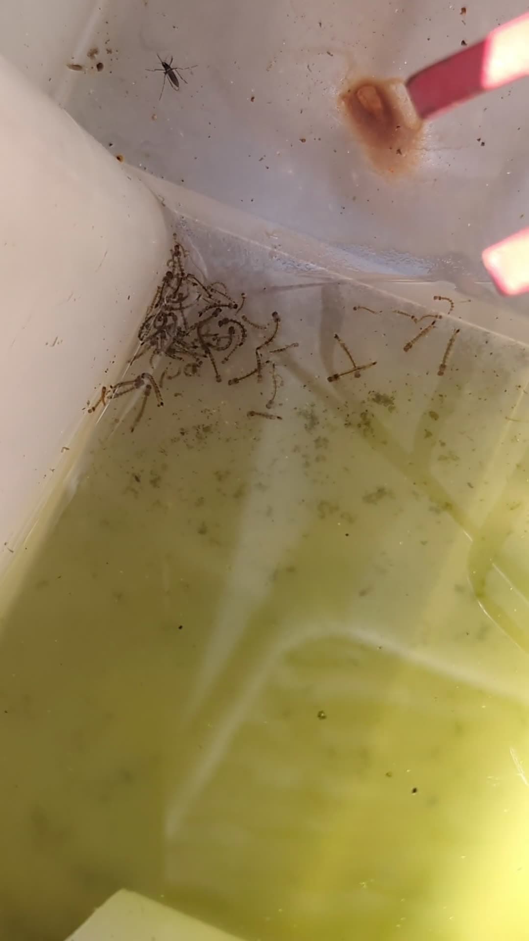 cover for Maryland backyard mystery: a tiny pool of water—bug or tadpole? 🐸💧 #Maryland #Backyard #NatureMystery #BugOrTadpole