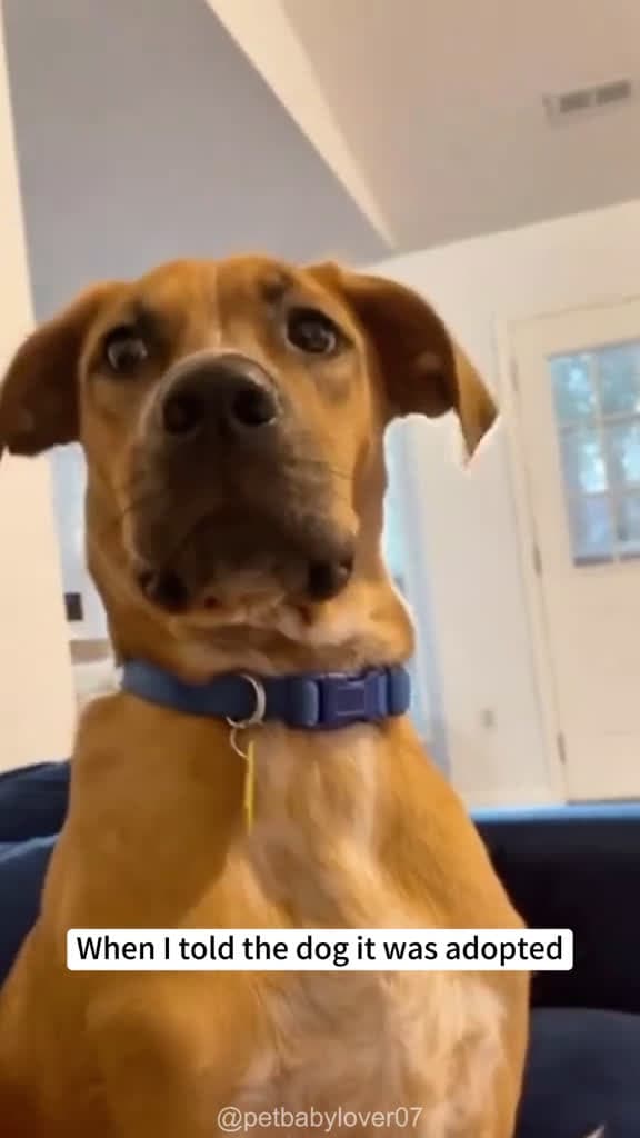cover for The dog hears the adoption s reaction dog funny dogsoftiktok cat for foryou fyp foryoupage 78123 #shortvideos