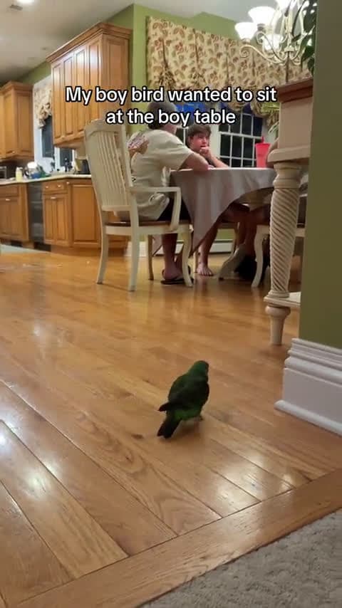 cover for When the bird just wants to join the fun! 🐦 #CuteBirds #PetLife #AnimalMoments