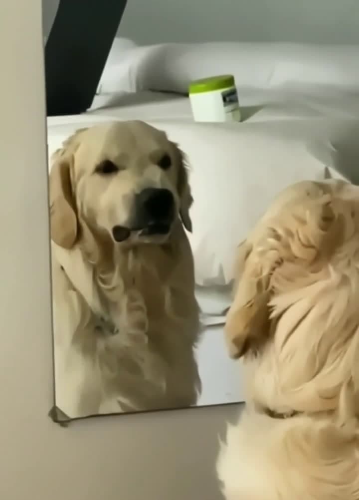 cover for From good boy to mean mug: Wilfred tests his new mirror persona—watch the transformation! 😂🐶 #DogTok #FunnyDog #MirrorMoment #Transformation