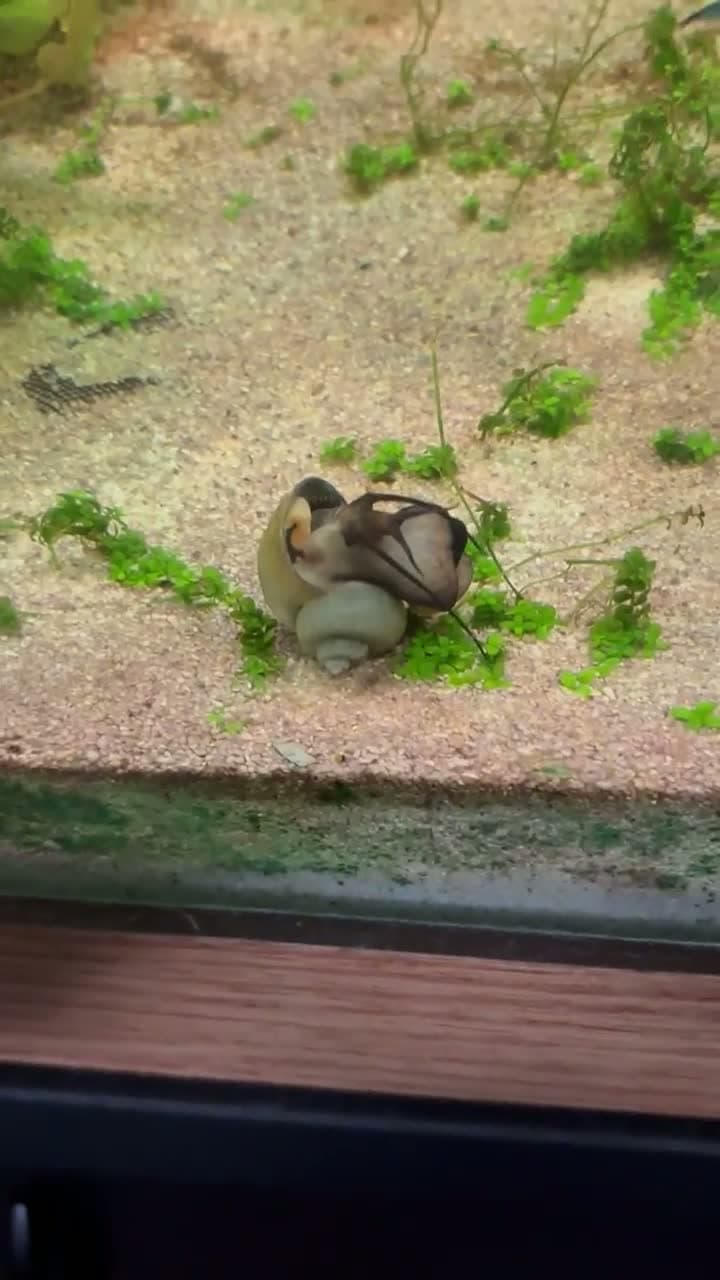 cover for My mystery snail has been acting super strange for 3 weeks 🐌 What’s going on?! #MysterySnail #AquariumLife #PetSnail #WeirdAnimalBehavior