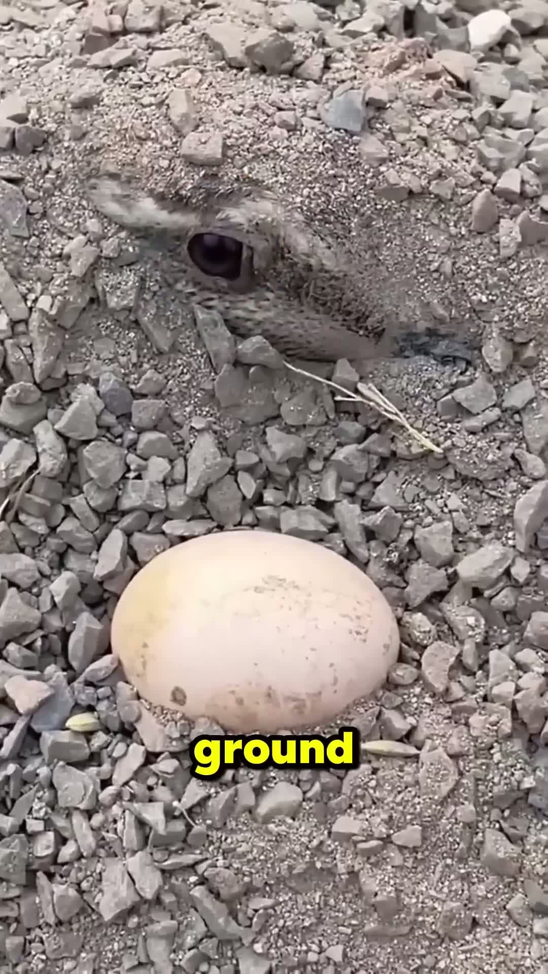 cover for Dont Make the Mistake of Picking Up the Egg