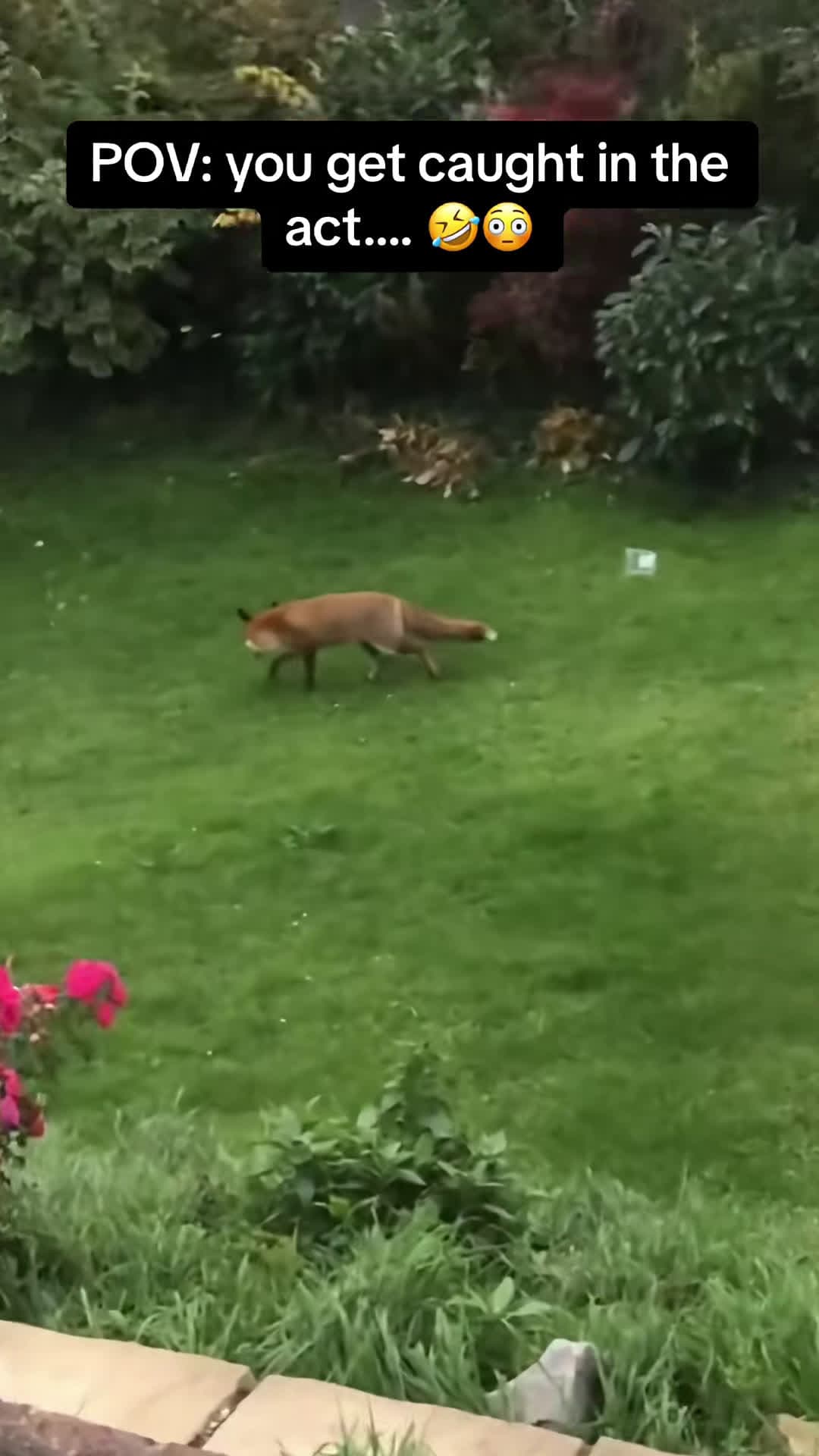 cover for Are you not embarrazzed 😂🫣 #wildlifeoftiktok #caughtintheact #foxes 🎵Sinner - @The Last Dinner Party 🎶 #perfect #perfectdude #greatskill #amazing #wow #Motivation #Viral