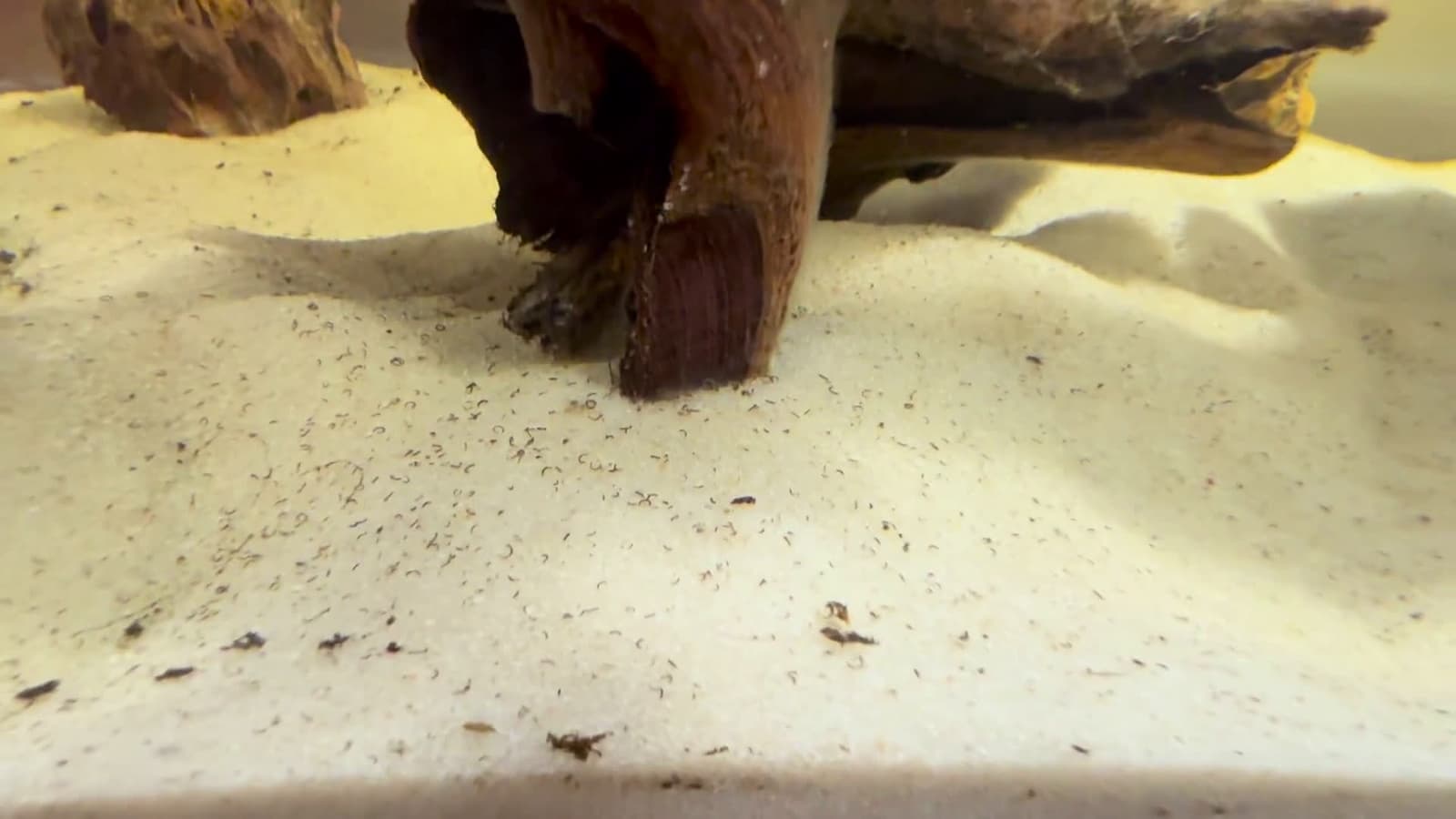 cover for What is all this stuff floating in my tank? 😳 #AquariumMystery #FishTank #Help