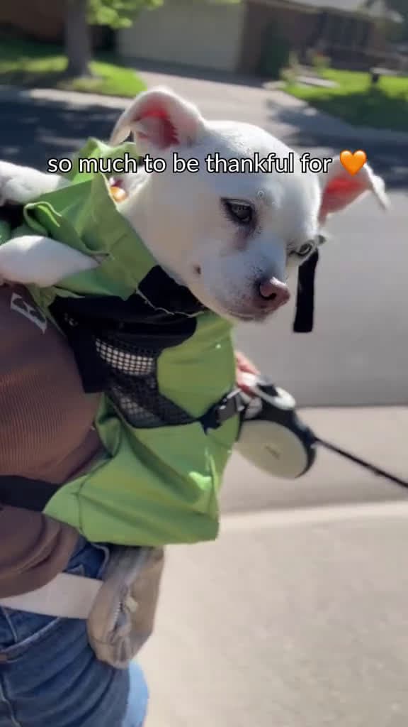 cover for If you re lucky enough to have a four-legged bestie in your life you already have a lot to 13982 #trending