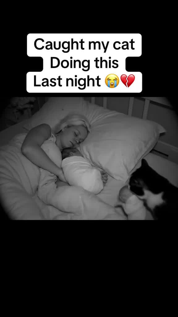 cover for Caught my cat Doing this  Last night 😭💔 created by Chris and jasmin with Chris and jasmin’s original sound