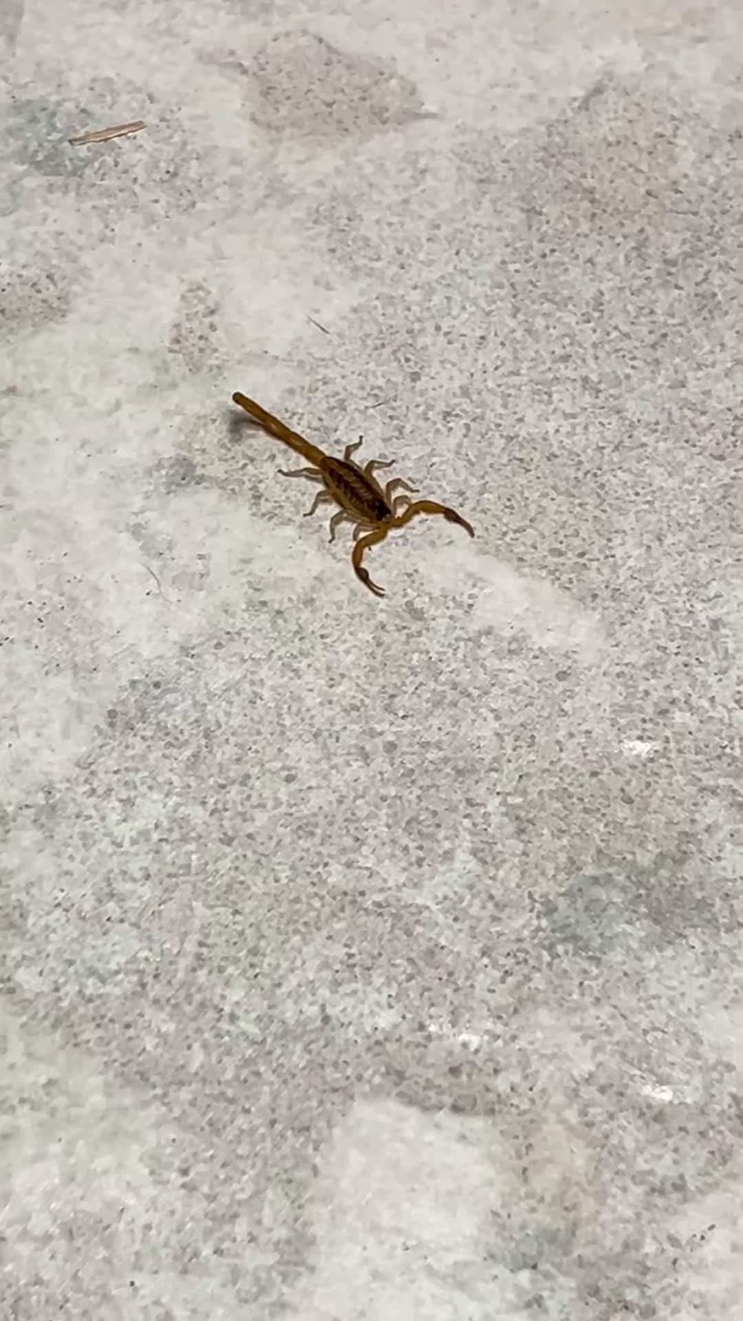 cover for This scorpion snuck into my kitchen! #scorpion #stripedbarkscorpion #texas