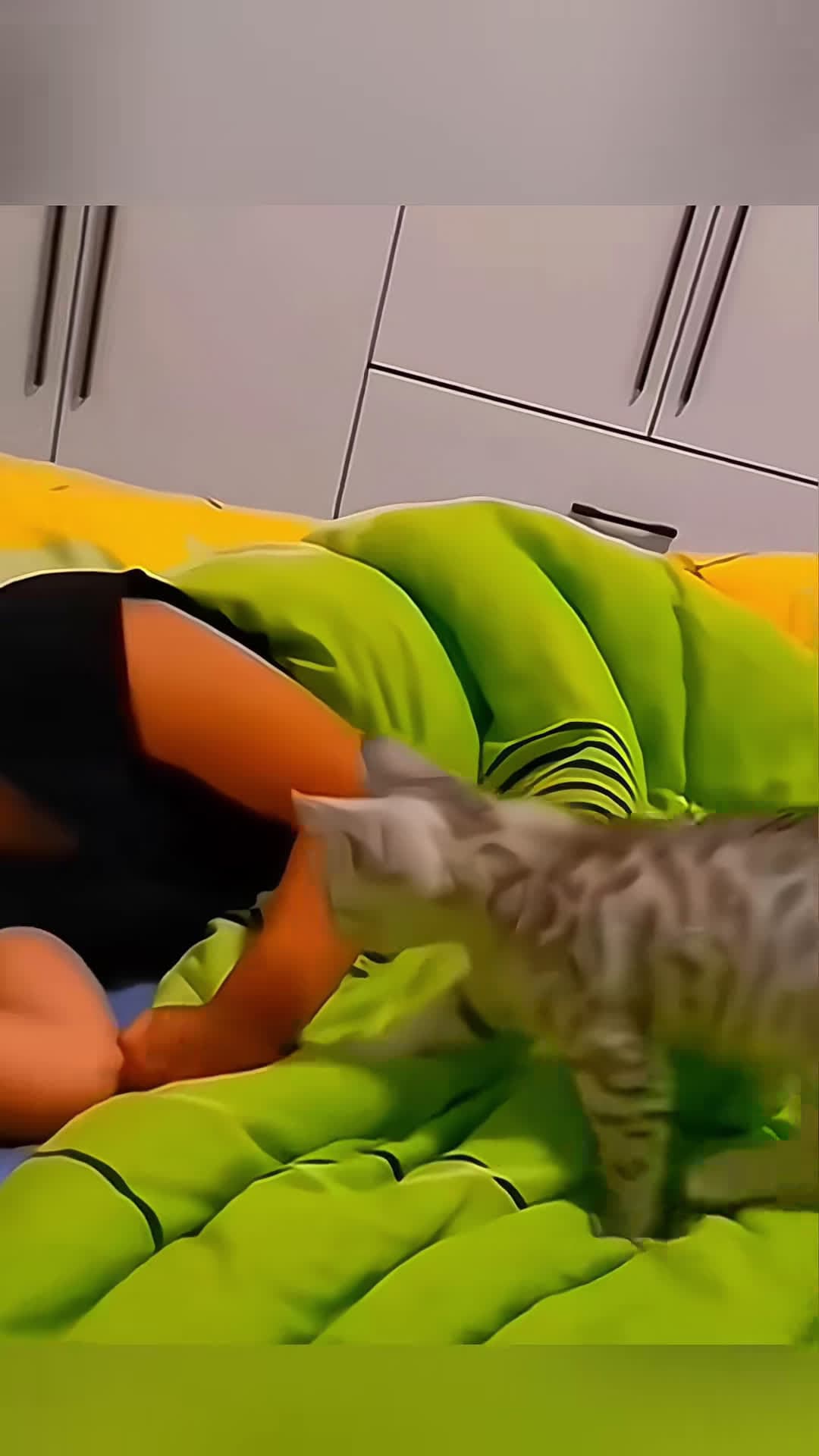 cover for Funny stories about babies and cats 🥰❤️  #Pet #cat #dog #cute #animals #foryou #typ 