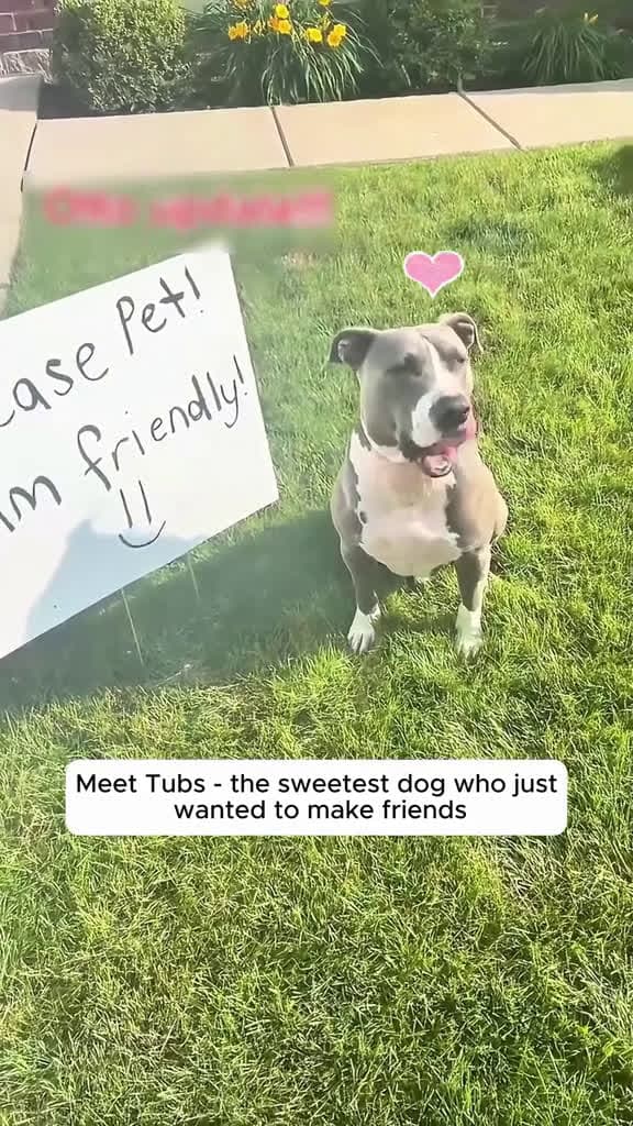 cover for This big puppy loves making friends with everyone #animals #animalsoftiktok #animallover #cuteanimals #animallovers #puppy #dog #cuteanimals #viral  #scoopz  #usa 