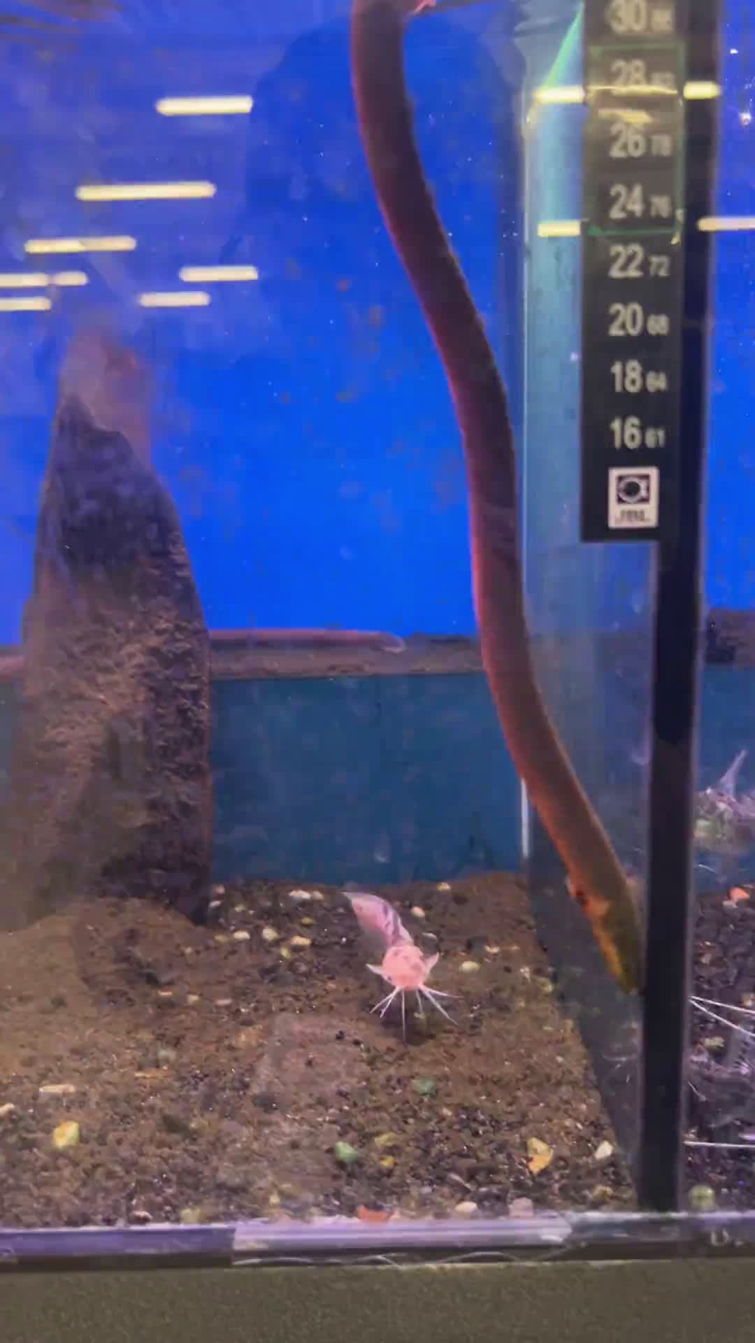 cover for Can you identify this mysterious catfish species? 🐟 #Catfish #Wildlife #FishID