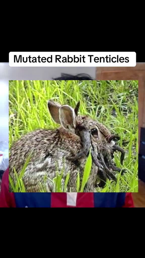 cover for Mysterious Virus Causes Disturbing Rabbit Growths