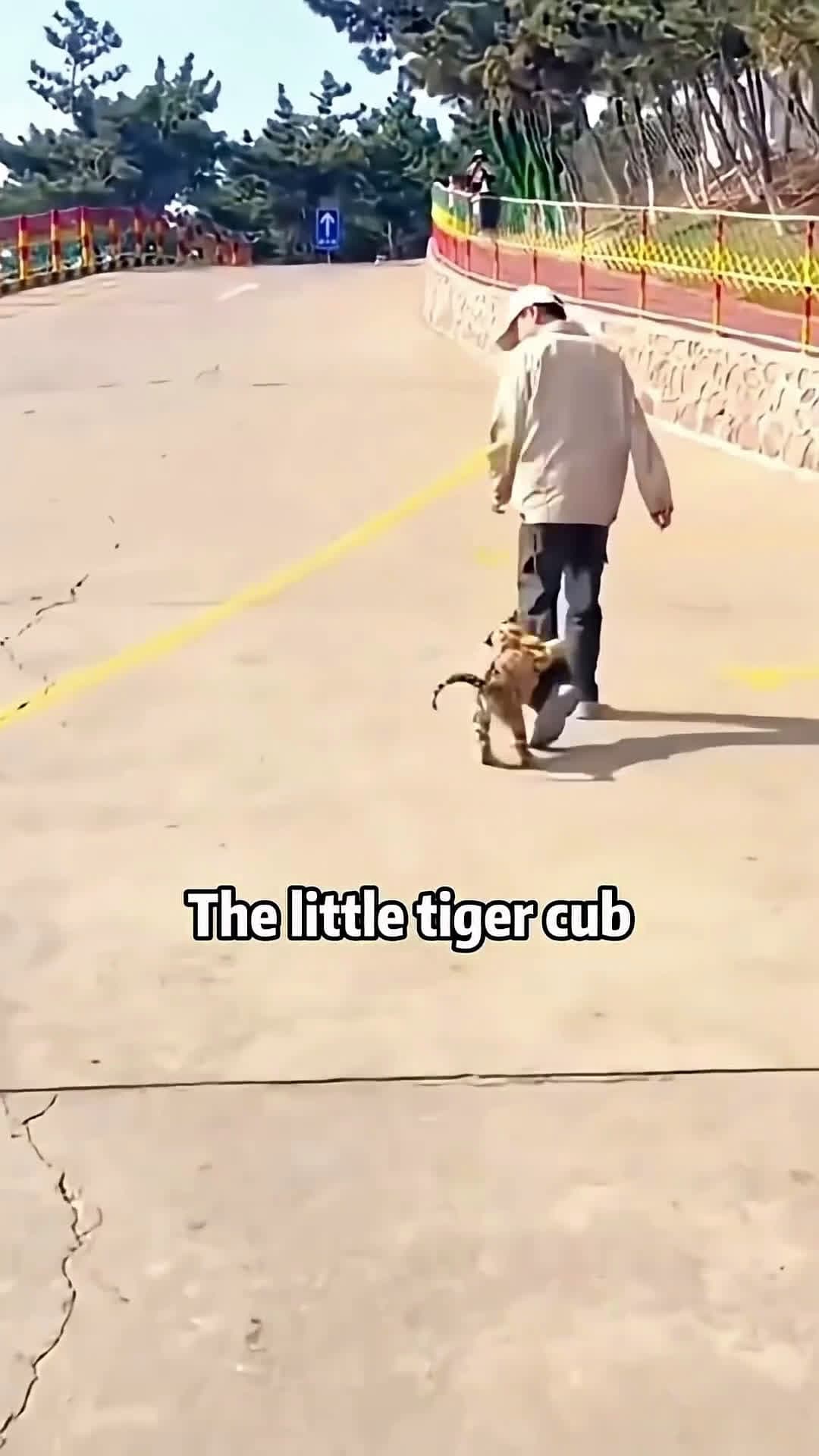 cover for 🐅🙏🆘 LOST TIGER CUB ADOPTS DAD! FOLLOWS HIM HOME ❤️😲💥 #scoopzanimalvideo 