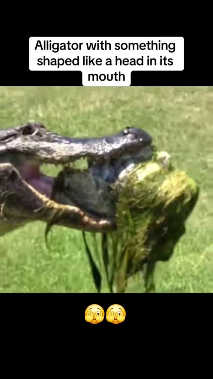 cover for Caught on camera: a creepy Florida alligator moment you won't believe 😱 #Florida #Alligator #CaughtOnCamera #Creepy #ScaryVideos