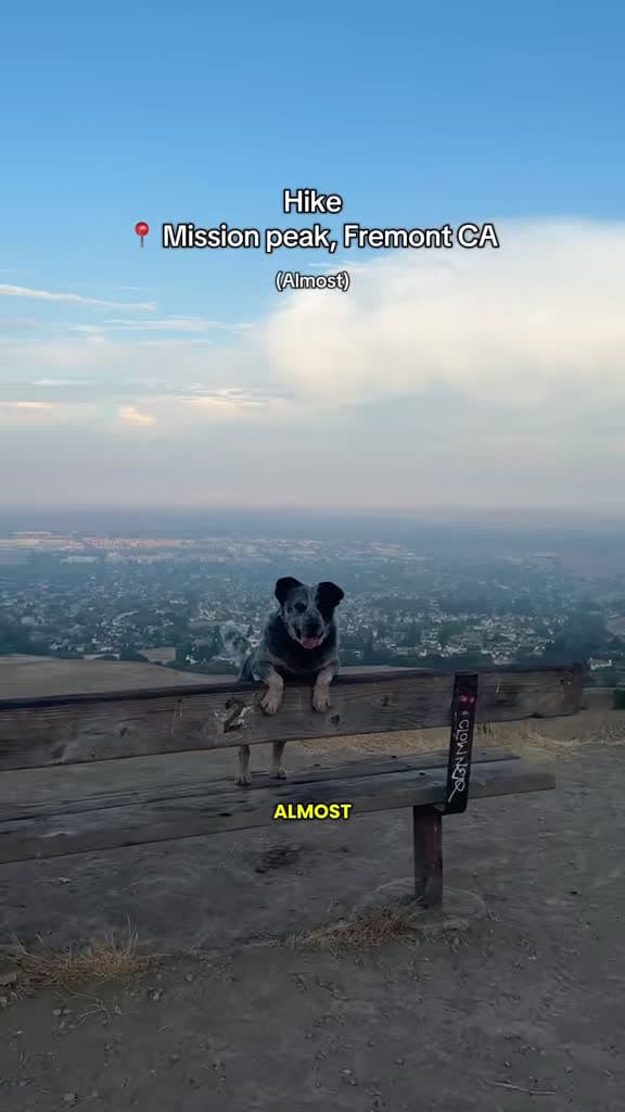 cover for Such a friendly vibe on the trail with Bluey! 🐾 #HikingAdventures #BayArea #AustralianCattleDog
