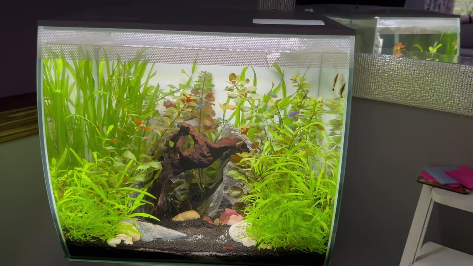 cover for Proud moment: my 7-year-old's first fish tank is up and thriving 🐟✨ #FishTank #Parenting #FamilyMoment