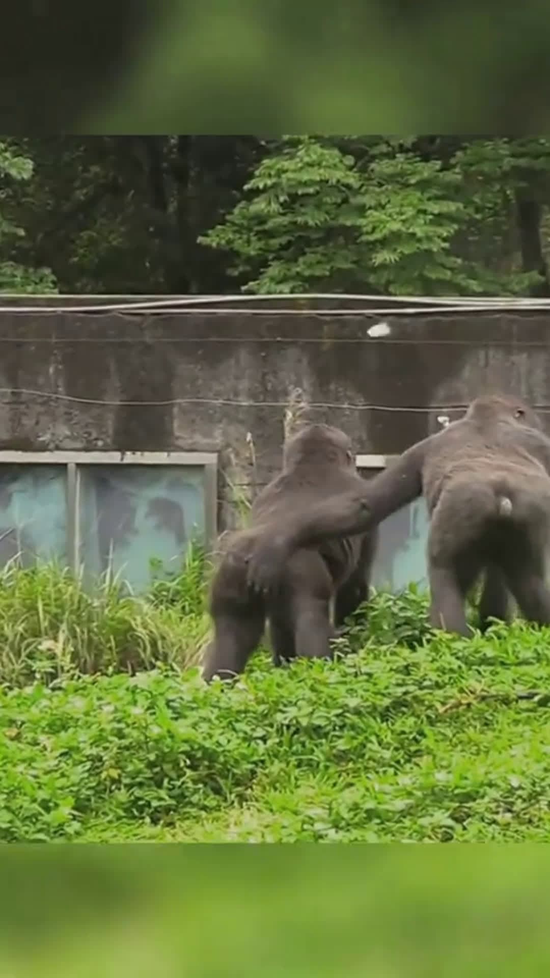 cover for Baby gorilla 🐒😍 #gorilla #funny #fyp #likes #foryou  