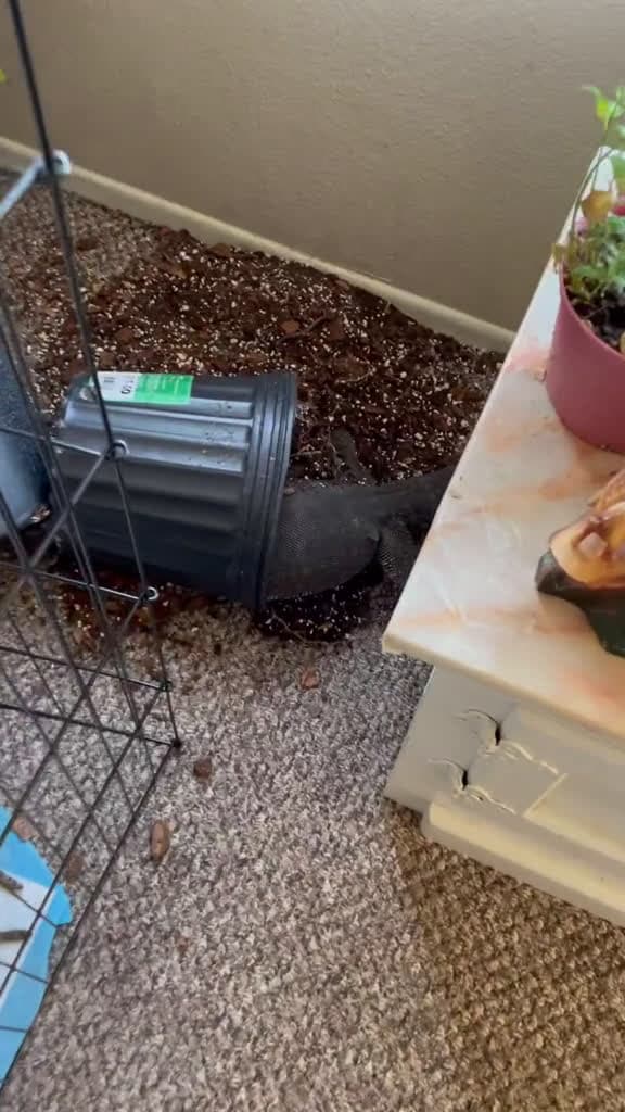 cover for Never leave your lizard unattended #reptiles   #lizard  #pets  #exoticpets  #trending  #viral  #toofunnytoscroll  #caughtoncamera  #firstvideochallenge
