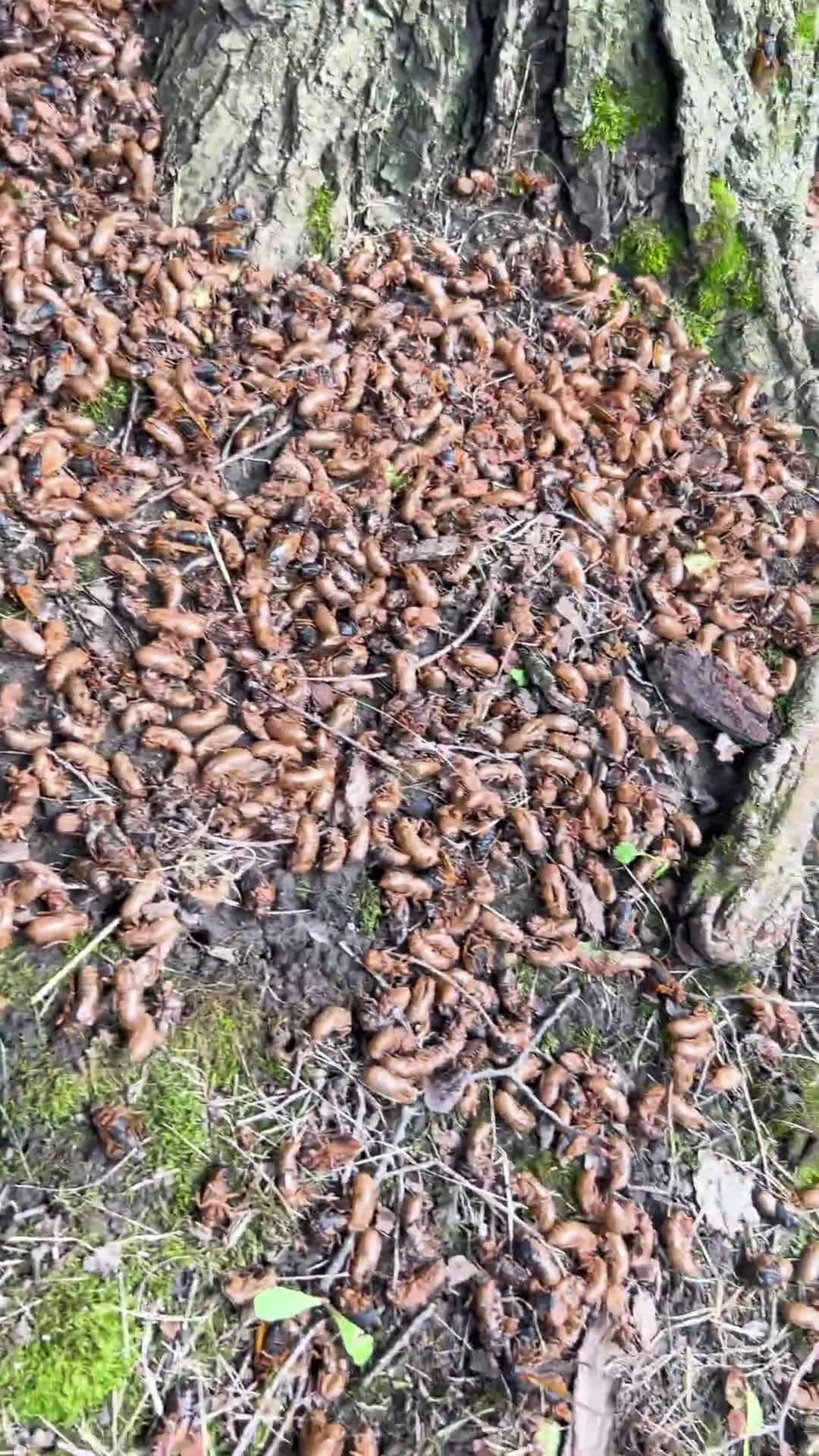 cover for Remember when millions of cicadas filled the air? Double brood invasion! 🐞🌳 #CicadaSeason #Nature #Flashback
