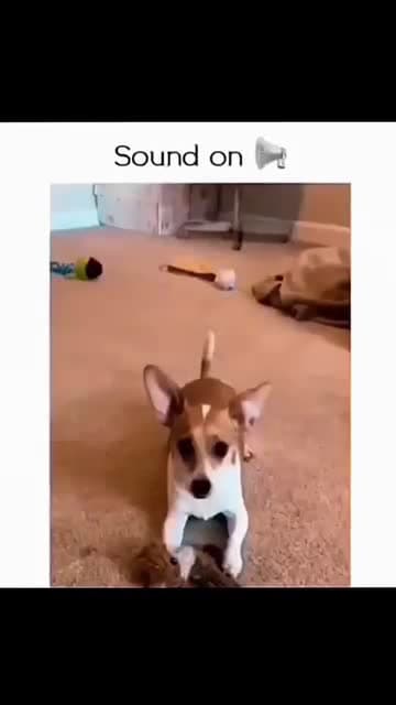 cover for Funny and cute dogs compilation #funnydog #cutedog #dogoftiktok #doglover #dog #dogoftiktok #foryoupage #funnypet #doggo #talkinganimals 361