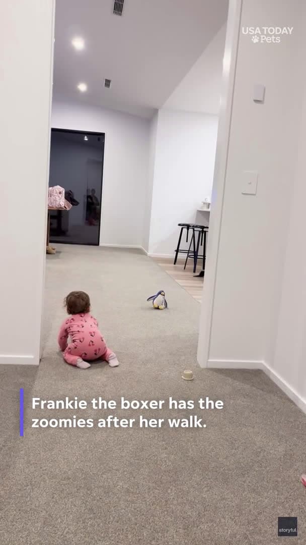 cover for Watch baby burst into giggles as boxer dog gets the zoomies
