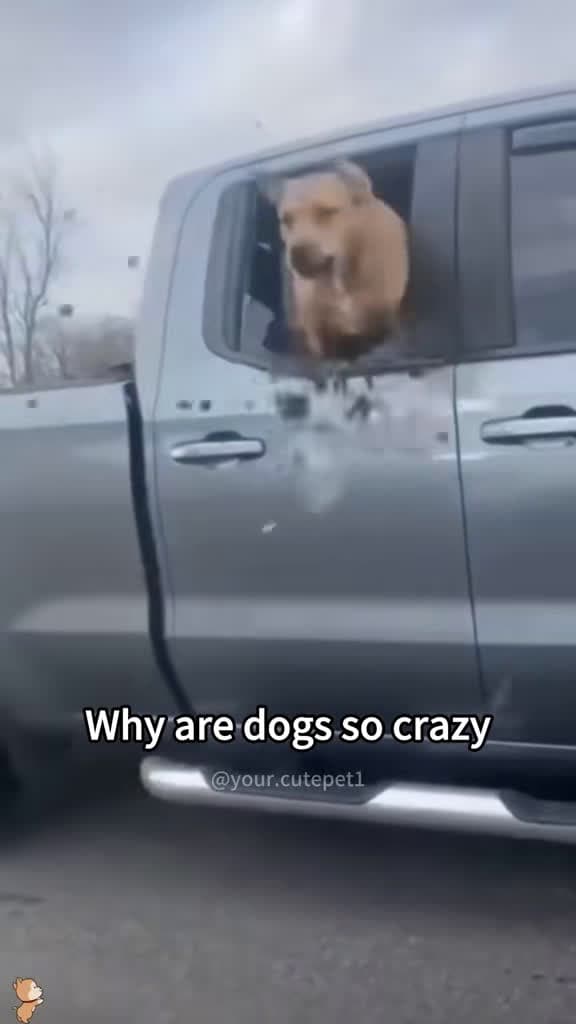 cover for Meet the Destruction King! Watch this funny dog in action 🐾🤣 #funnydog #dogsoftiktok #foryou