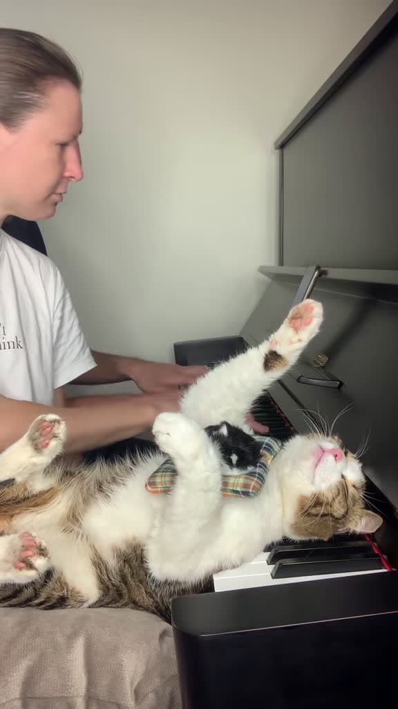 cover for Zlatko dreams away to “La Foule” 🎹🐱 #pianist #classicalmusic #catsofinstagram