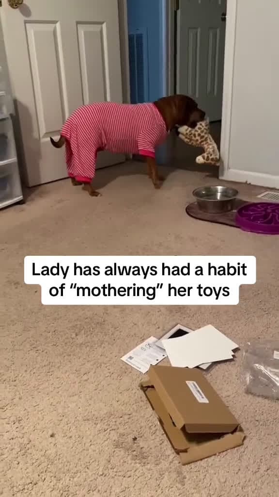 cover for Dog treats her stuffed animals like babies so her owners get her a puppy