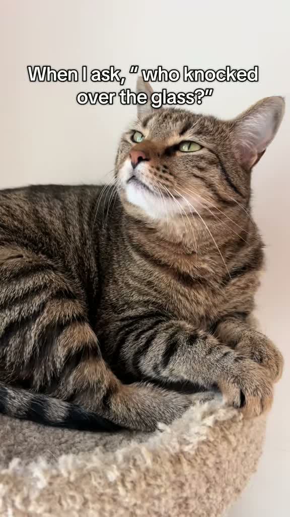 cover for That sneaky cat moment every owner knows 😹 #funnycats #guiltycat #relatable