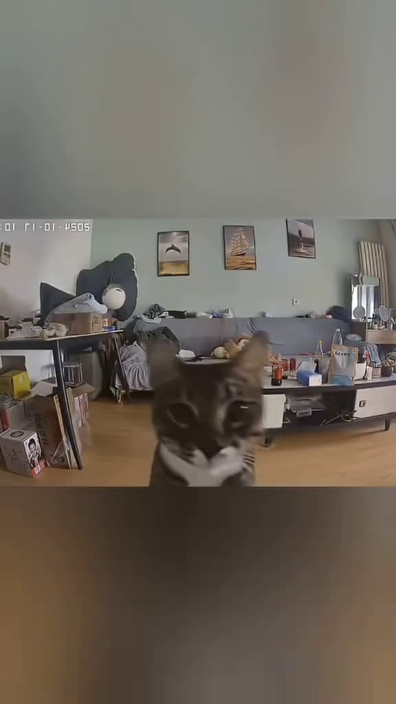 cover for Caught on home security cam: hilarious cat moments you have to see 😂🐾 #FunnyCats #Cats #Home #Pet #Surveillance