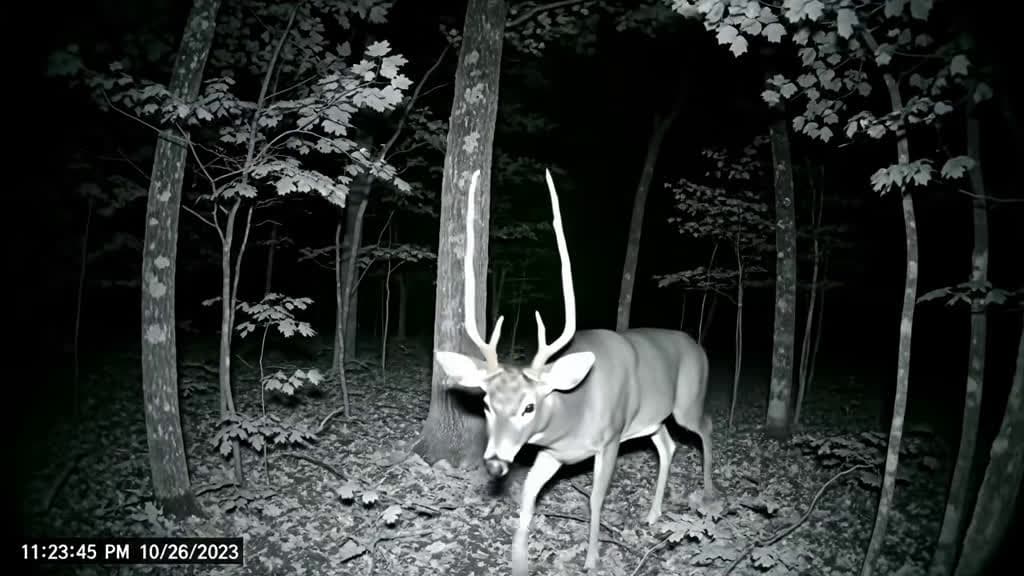 cover for Help me name this buck! 🦌 Drop your best ideas below! #deerhunting #buck #Outdoors