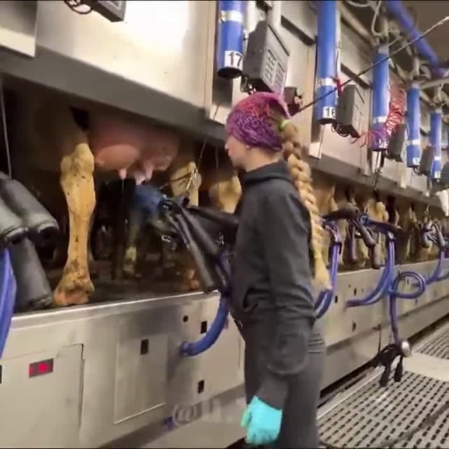 cover for Biggest Dairy Farm In The Europe - New Cleaning Brush For Udder - Milking Technology