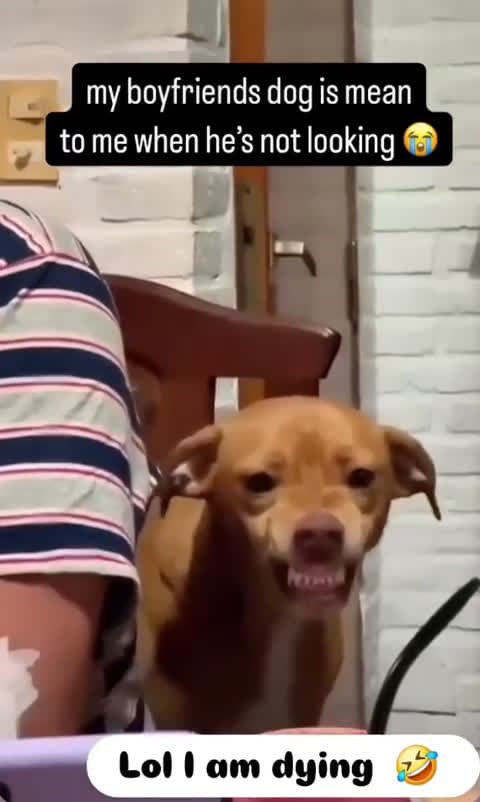 cover for You won't believe what this dog does next! 🐶❤️ #DoggoAdventures #PetJoy #UnbelievablePets
