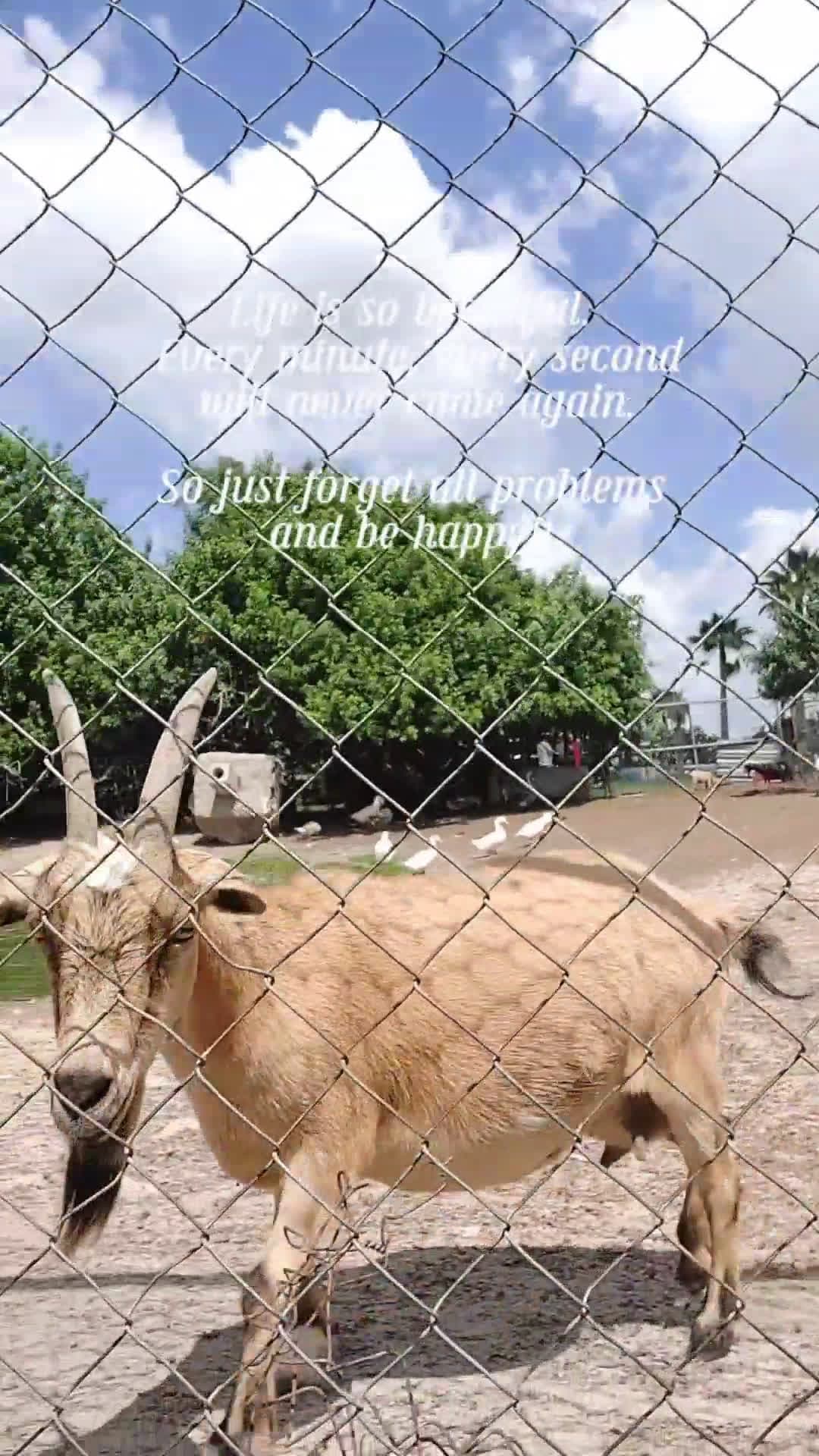 cover for #goat 