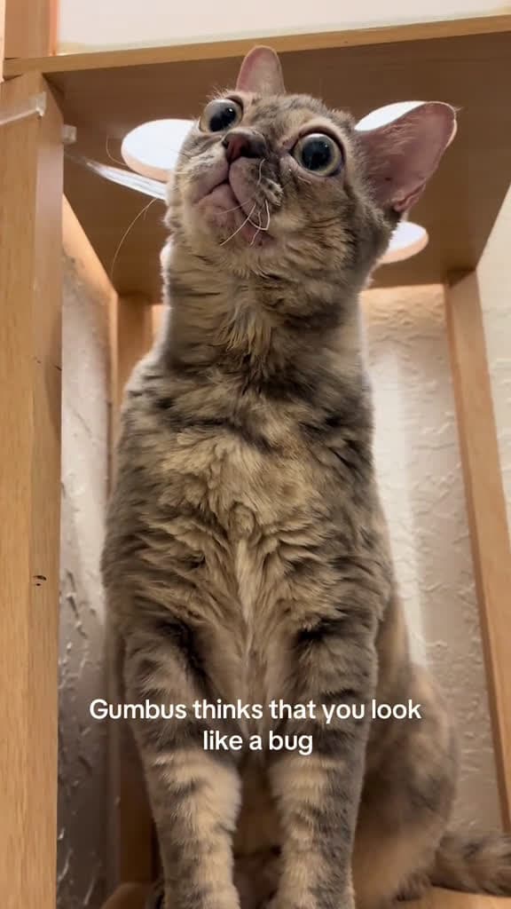 cover for Very cool 🐛 #cat #reacuecat #catsoftiktok #fyp #gumbus  created by Gumbus with Øneheart & reidenshi’s snowfall