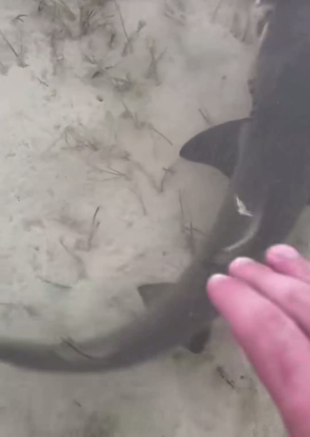 cover for snatching a shark up by hand. do not try this at home