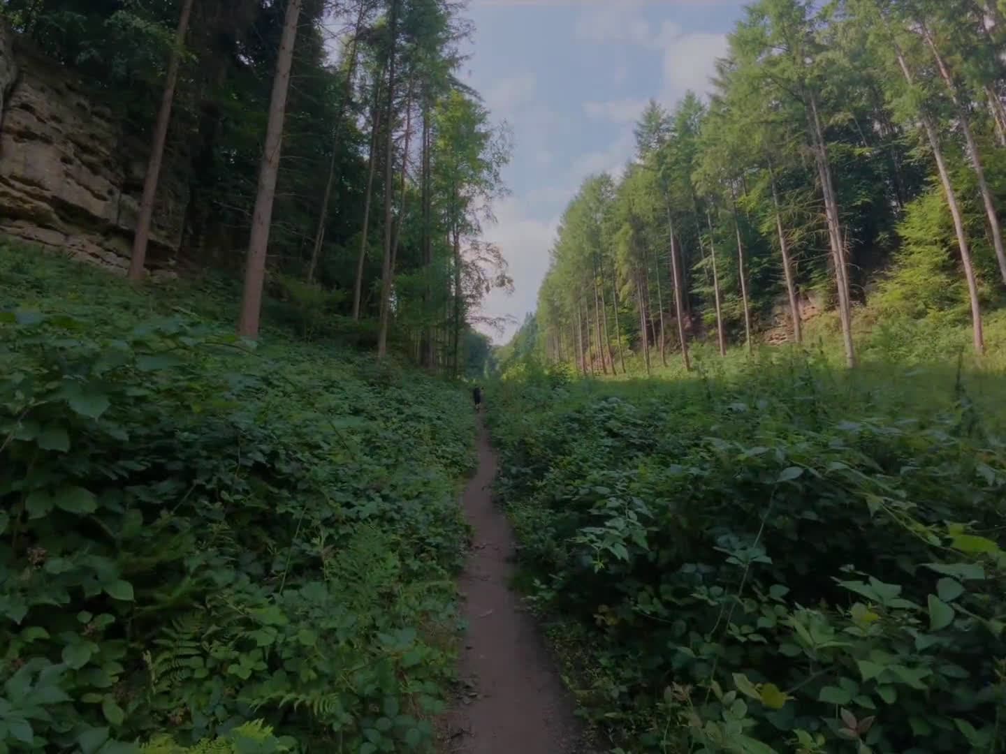 cover for Exploring the breathtaking beauty of Luxembourg's Mullerthal Trail 🌲✨ #HikingAdventures #MullerthalTrail #NatureLovers