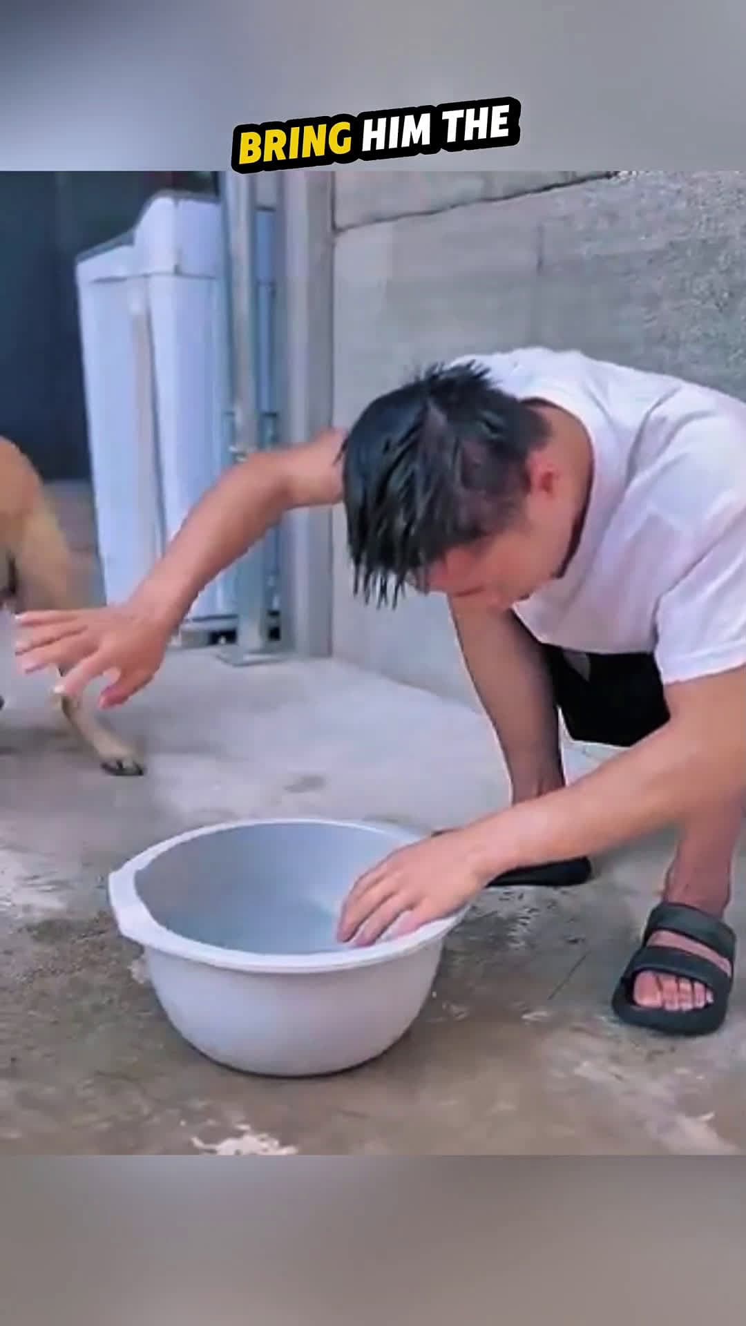 cover for Smart Dog Helps His Owner Like a Pro👍🏻#viral 