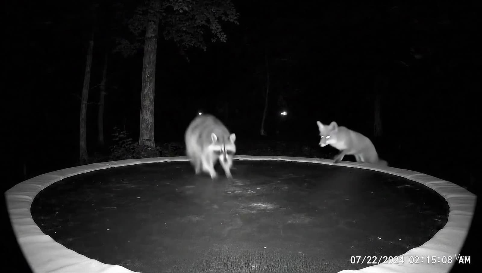 cover for Moonlit trampoline antics: animals bouncing into the night 🐾🌙 #Animals #Trampoline #NightLife #FunnyAnimals #Moonlight