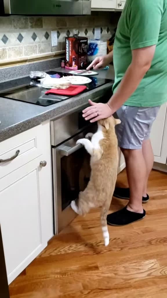 cover for Watch this sneaky cat steal snacks like a pro! 😹 #SneakyCat #CatThief #FunnyCats