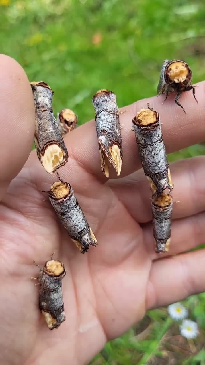 cover for The Buff-tip moth 🦋 perfectly mimics a broken twig when resting! #NatureCamouflage #InsectMagic #WildlifeWonder