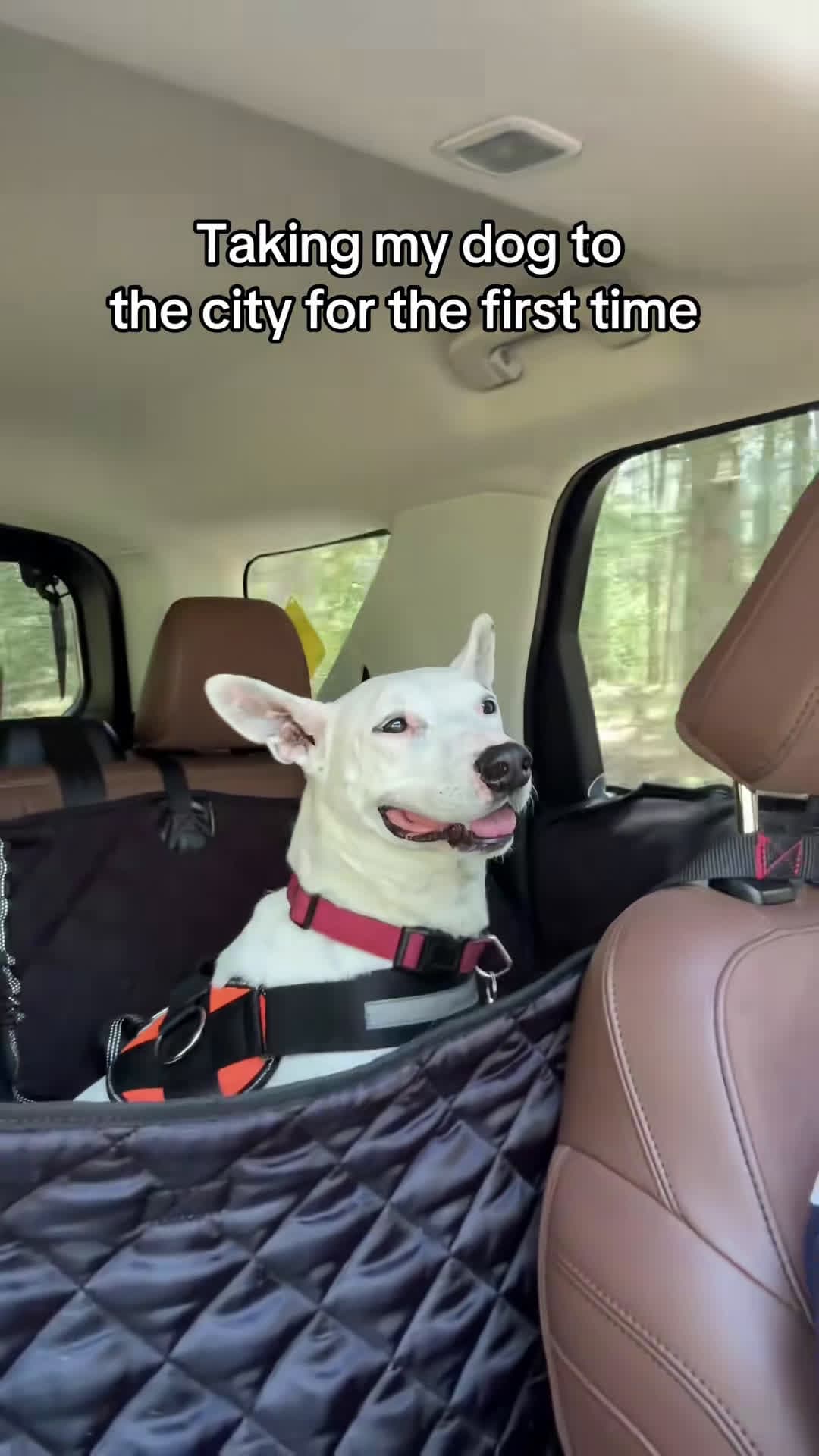 cover for Biscuit’s new home #city #maine #meme #dogs #park #funny 