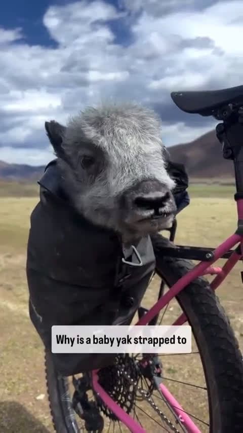 cover for Help us pick a name for this adorable baby yak! Drop your best ideas in the comments. 🐮 #BabyYak #CuteAnimals #NameThisYak #AnimalLovers
