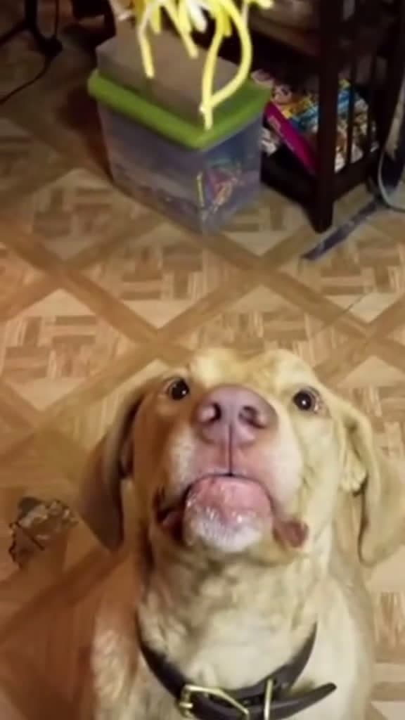 cover for Small bitedog dogs funny funnyvideos funnytiktok tiktok tiktokdog foryou funnydog 86239 #shortvideos