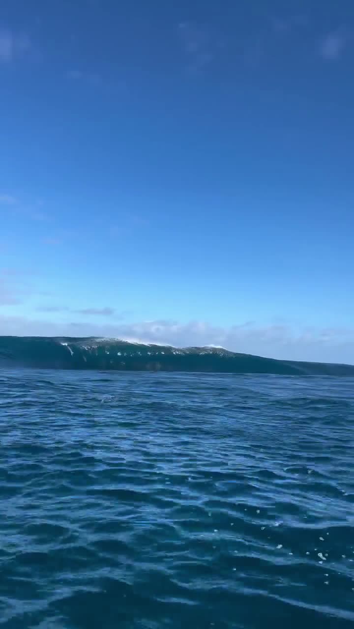 cover for Epic moment: Dolphins surfing the waves! 🌊🐬 #Dolphins #OceanVibes #WaveRiders