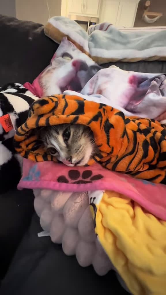 cover for Watch this playful tiger’s excitement as she knocks things over! Remi Roo sending love and fun vibes 🐅💛 #RemiRooski #SpecialCats #DifferentIsBeautiful