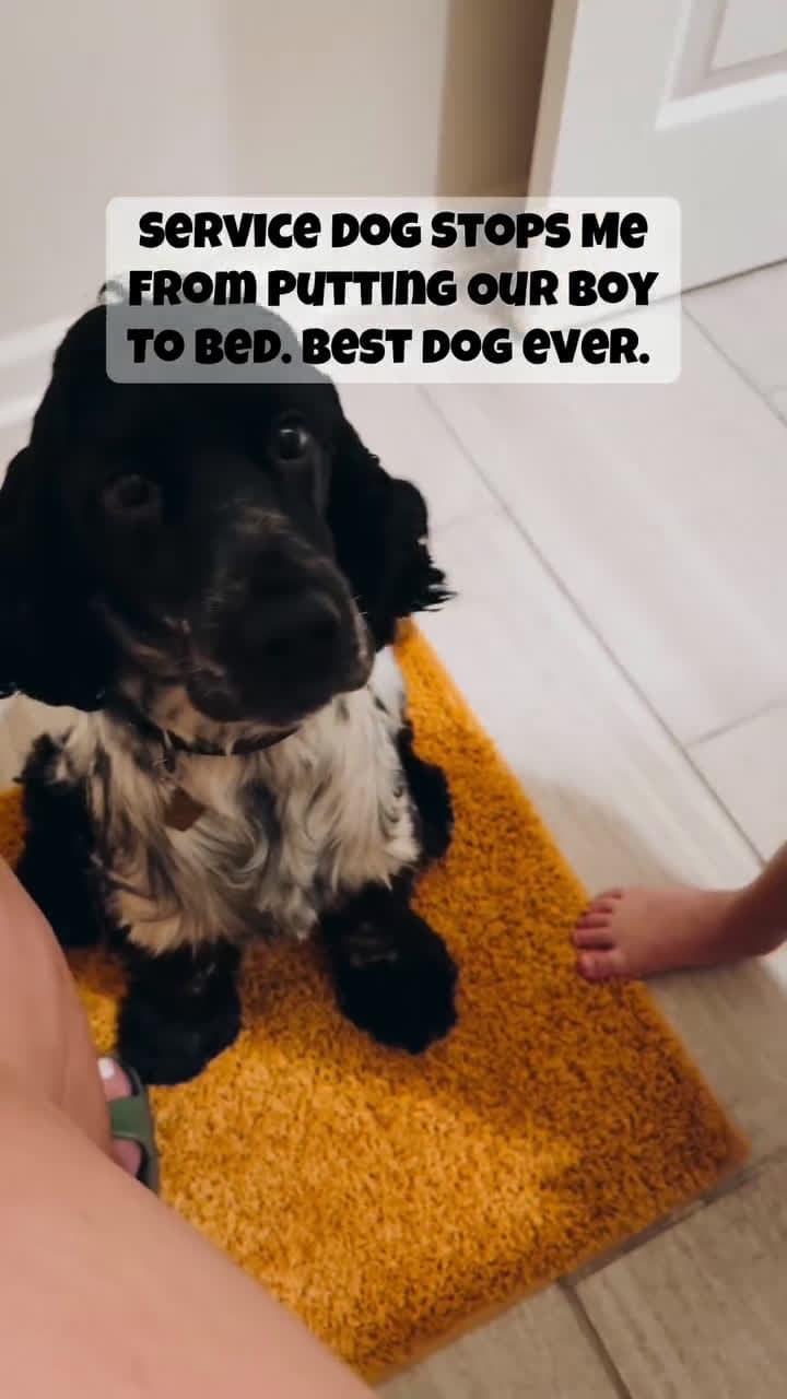 cover for SERVICE DOG STOPS MEFROm PUTTING OUR BOY TO BED. BEST DOG EVER. #FunniestVideoOnMyPhone#OddlySatisfying