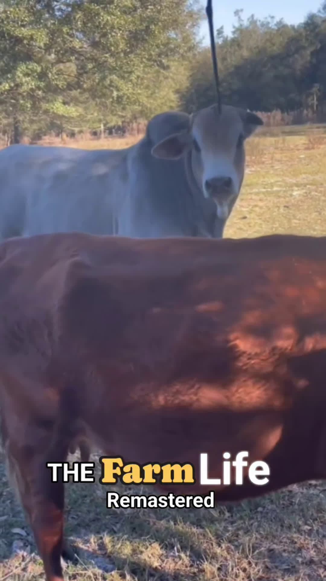 cover for A clip from The Farm Life: Remastered - Showing a insight on my life as a farmer and all the experiences i been through on my journey #farmlife #animals #nature #peace #podcast #god #life #fyp #viral #dailyvlog 